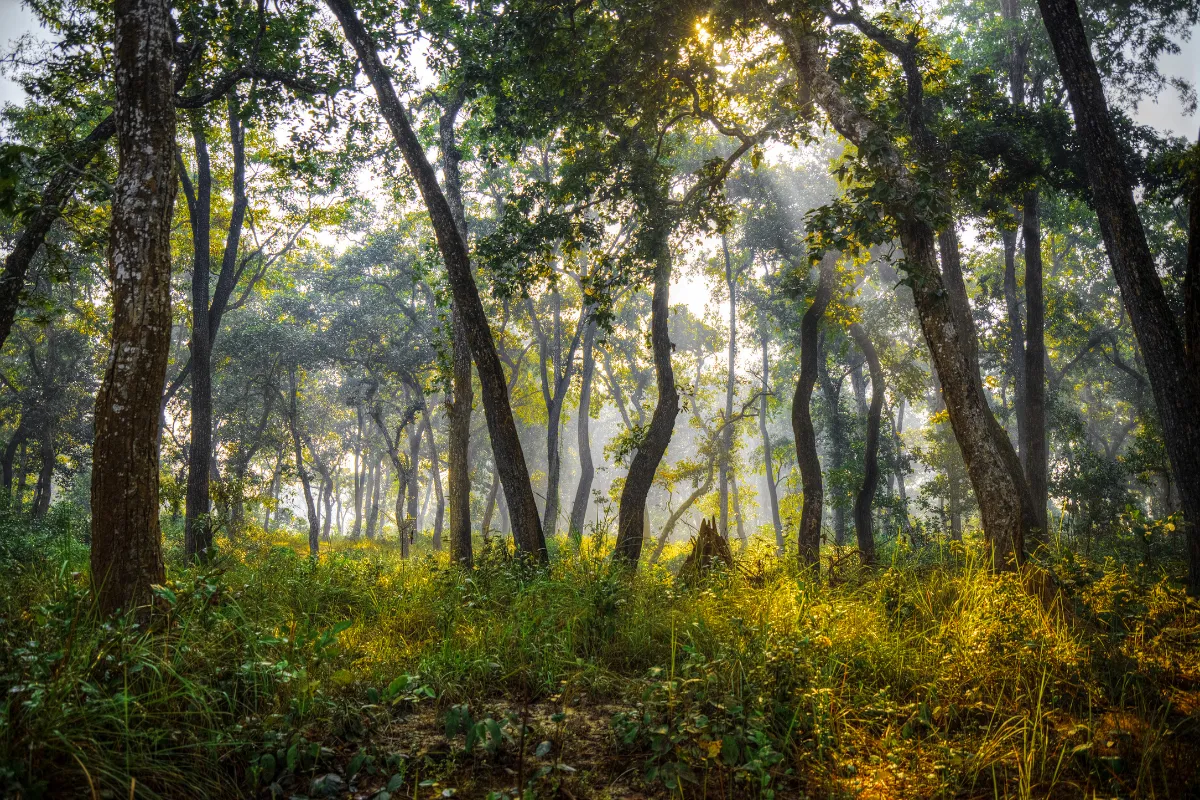 Chitwan National Park